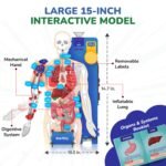 Smartivity Interactive Human Body Model for Kids 8-14 Years - Image 5