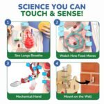 Smartivity Interactive Human Body Model for Kids 8-14 Years - Image 4