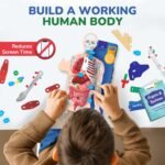 Smartivity Interactive Human Body Model for Kids 8-14 Years - Image 2