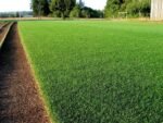 American Imported Bermuda Lawn Grass Seed, All-Season Mix, Natural Green Coverage, Pack of 3000+, for Home and Gardening - Image 3