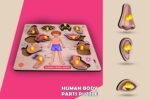 Lefan Body Part Puzzle Kids Wooden Toys for Kids 3 + Jigsaw Puzzles for Adults Baby Learning Toys Educational Toys for 2 Board Game - Image 6