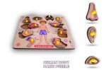Lefan Body Part Puzzle Kids Wooden Toys for Kids 3 + Jigsaw Puzzles for Adults Baby Learning Toys Educational Toys for 2 Board Game - Image 7